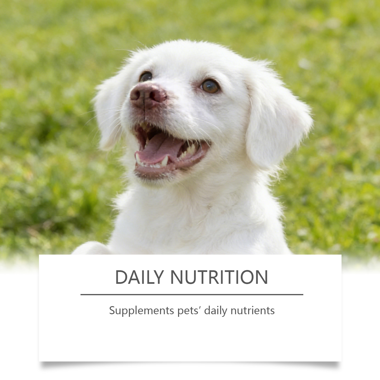 Pó de Taurina para Cães Fácil  - Wellness Health Nutrition avaliação e preço