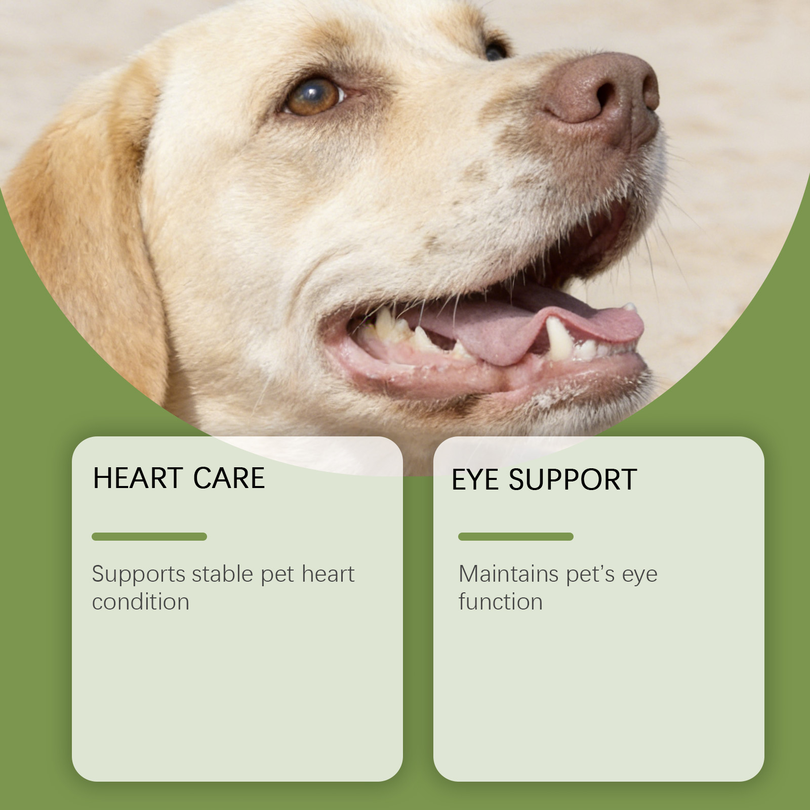 Pó de Taurina para Cães Fácil  - Wellness Health Nutrition avaliação e preço